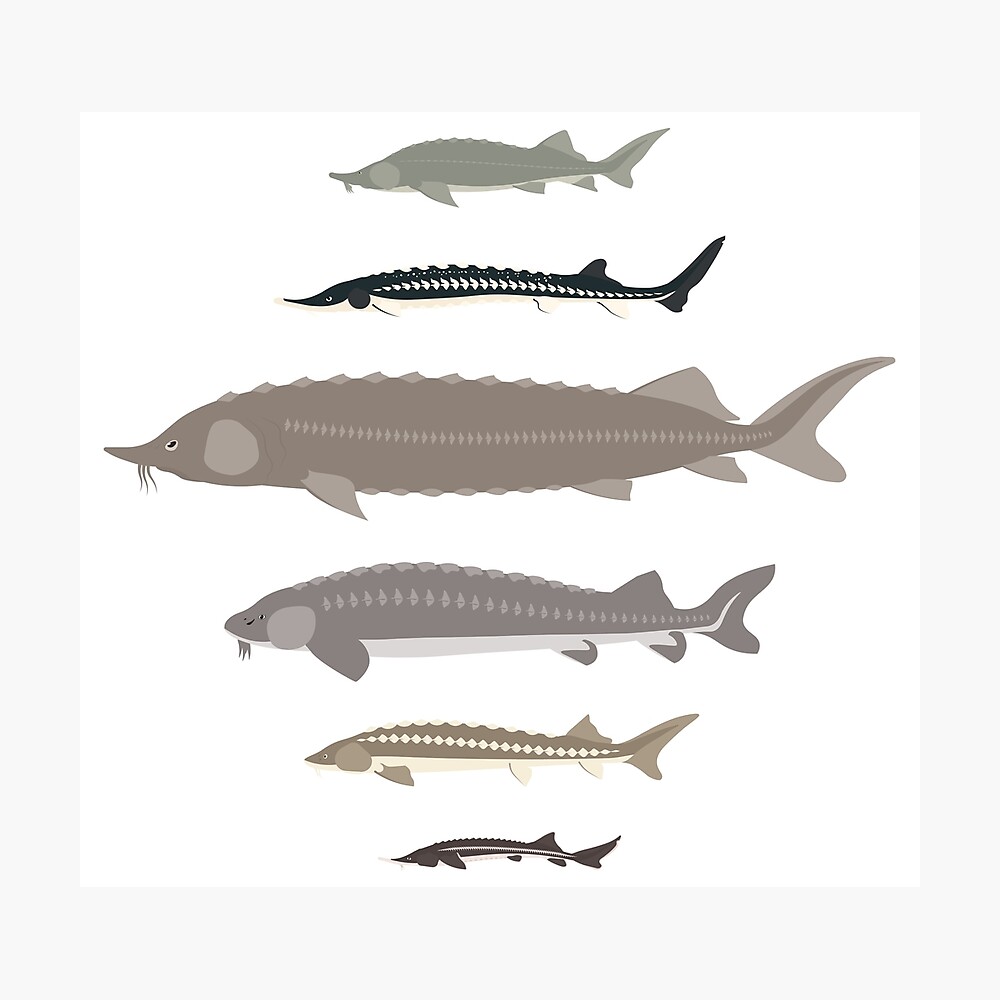 Sturgeon Size Chart / Lake Sturgeon Red Dead Redemption 2 Animals