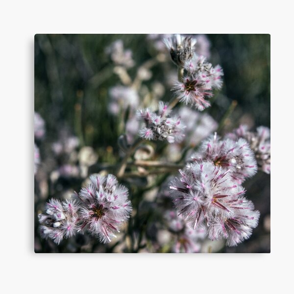 Item preview, White Ptilotus obovatus  flowers Australia 19820809 0010 designed and sold by Fred Mitchell.