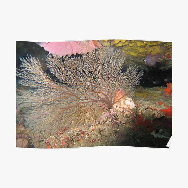 Fan Coral Poster