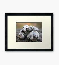 Fungi claw Framed Print