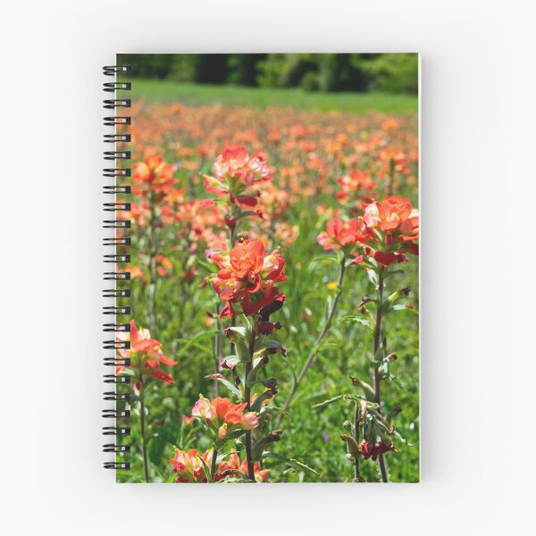 Item preview, Closeup of Indian Paintbrush flowers in bloom designed and sold by Stretch Clendennen.