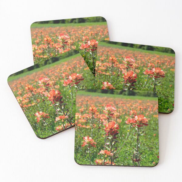 Item preview, Closeup of Indian Paintbrush flowers in bloom designed and sold by Stretch Clendennen.