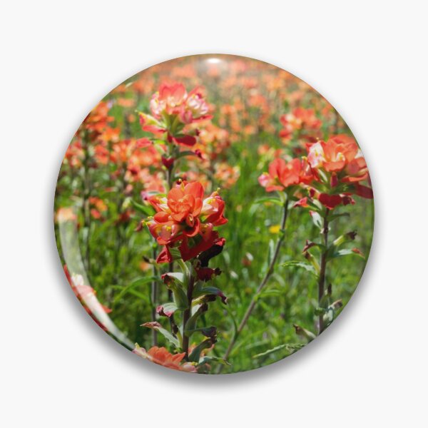 Aperçu de l'œuvre Gros plan de fleurs de pinceau indien en fleur créée et vendue par Stretch Clendennen.