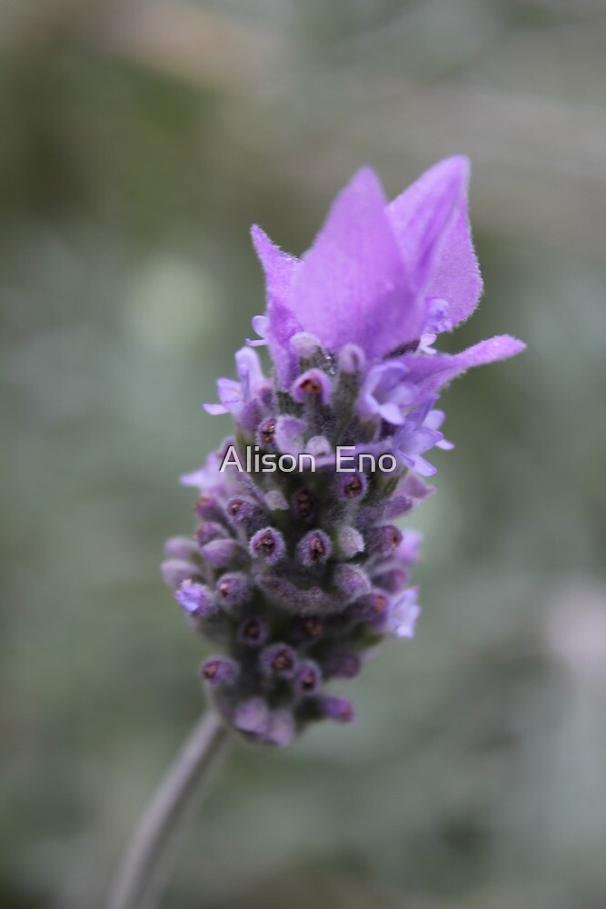 "Lavender Melbourne, Australia" by Alison Eno Redbubble