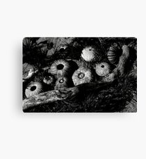 Monochrome Urchins Canvas Print