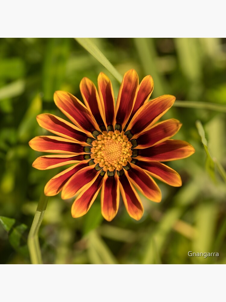 brightness from the gloom by Gnangarra