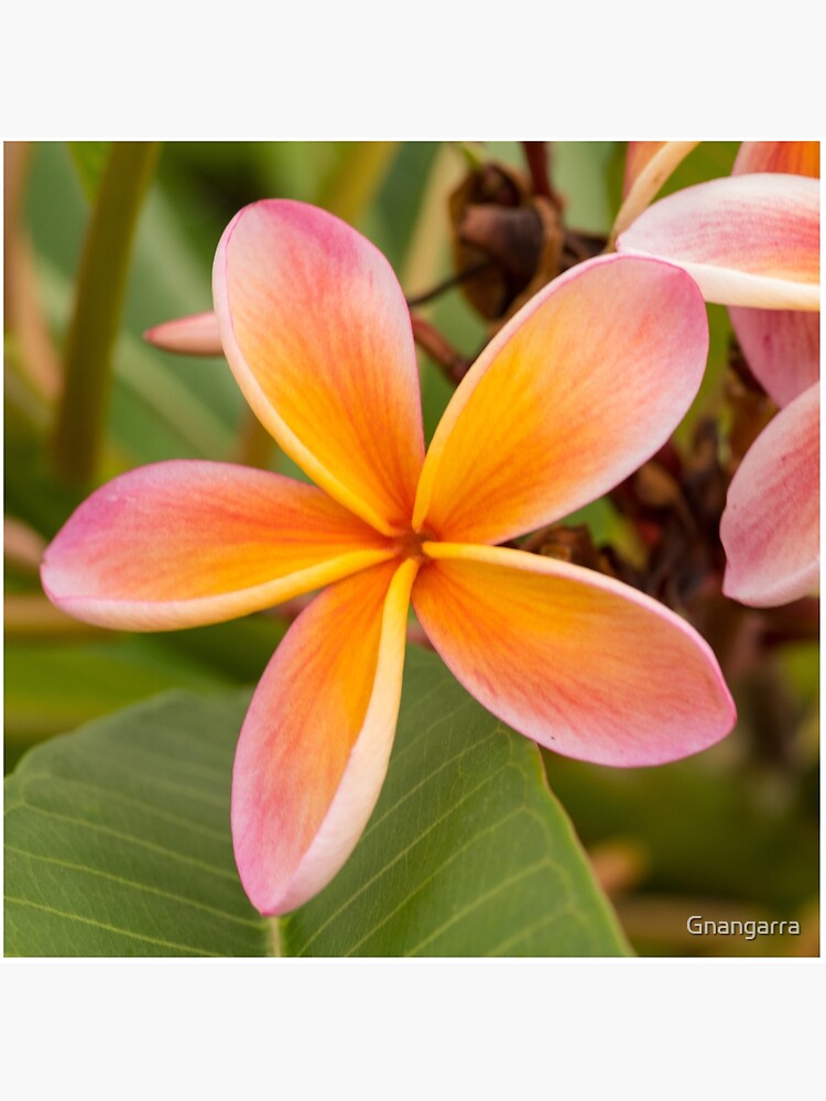 Frangipani - square I by Gnangarra