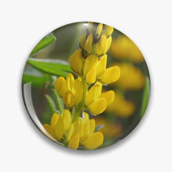 Artikelvorschau, Wilder Lupine (Lupinus luteus) entworfen und verkauft von lezvee.