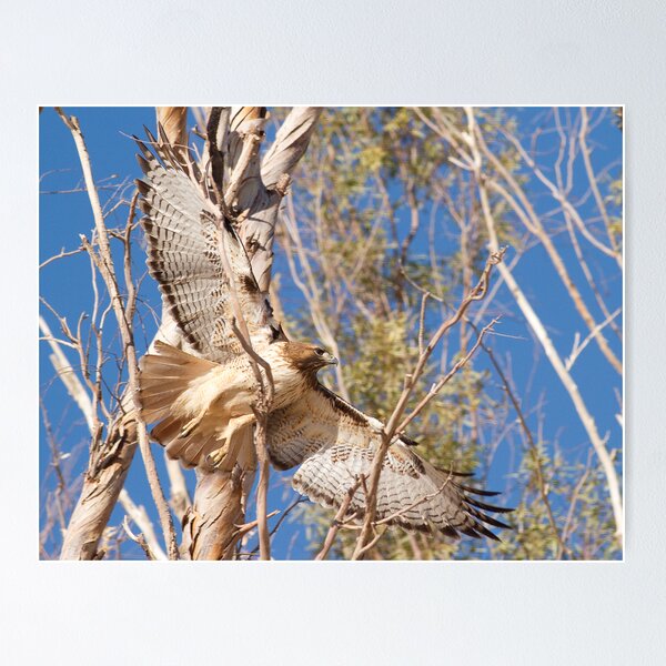 020412 Red Tailed Hawk Poster