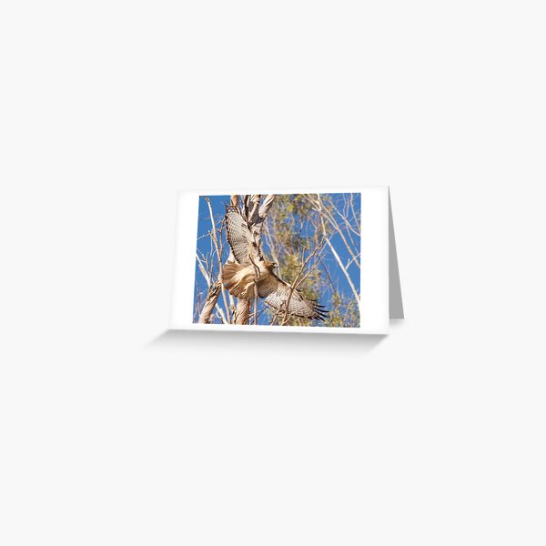 020412 Red Tailed Hawk Greeting Card