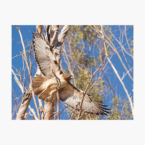 Item preview, 020412 Red Tailed Hawk designed and sold by Marvin Collins.