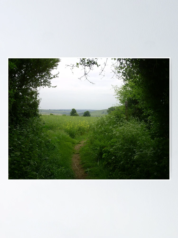 Thumbnail 1 of 3, Poster, Between 2 trees designed and sold by RoeyJr.