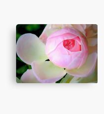 Baby of a rose Metal Print