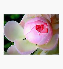 Baby of a rose Photographic Print