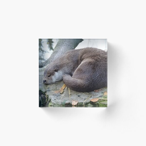 Productos Del Hogar Nutria Dormida Redbubble