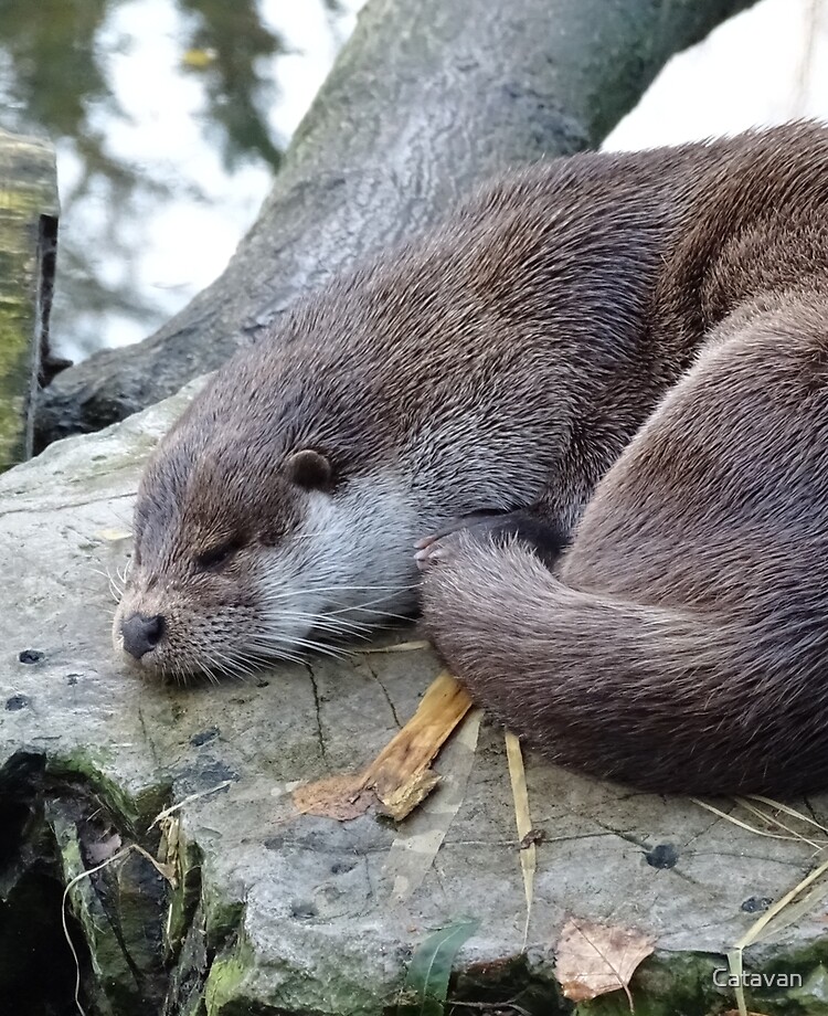 bébé loutre endormi