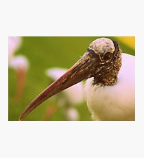 Bird Photographic Print