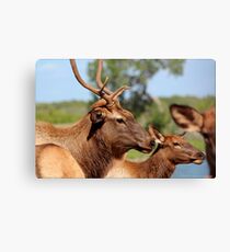 Elk Canvas Print