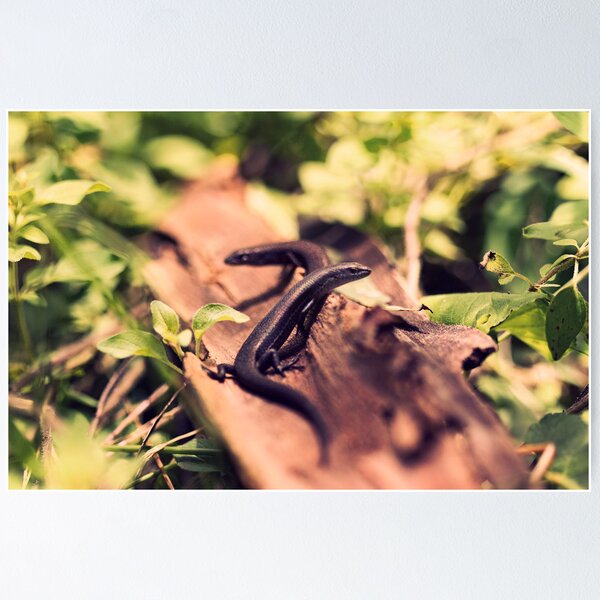 Item preview, Skink Love designed and sold by iltby.