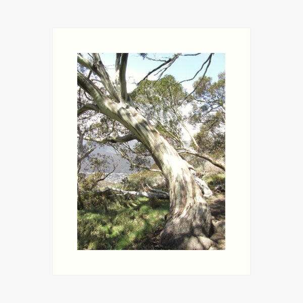 Item preview, NSW - Ghost Tree designed and sold by Solveig Winn.