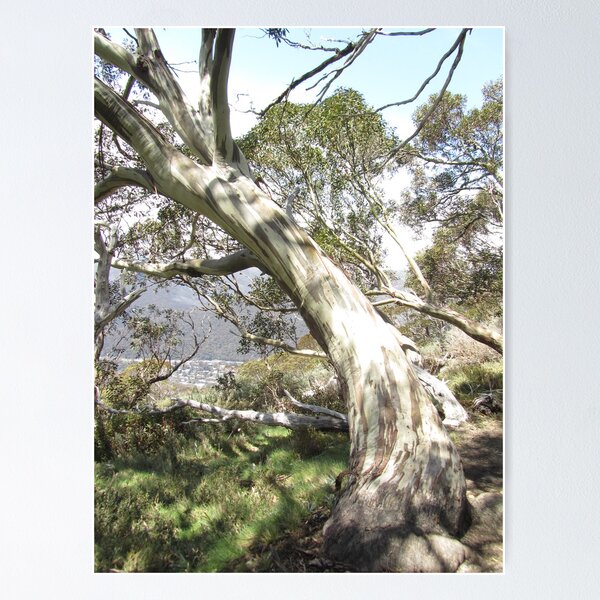 Item preview, NSW - Ghost Tree designed and sold by Solveig Winn.