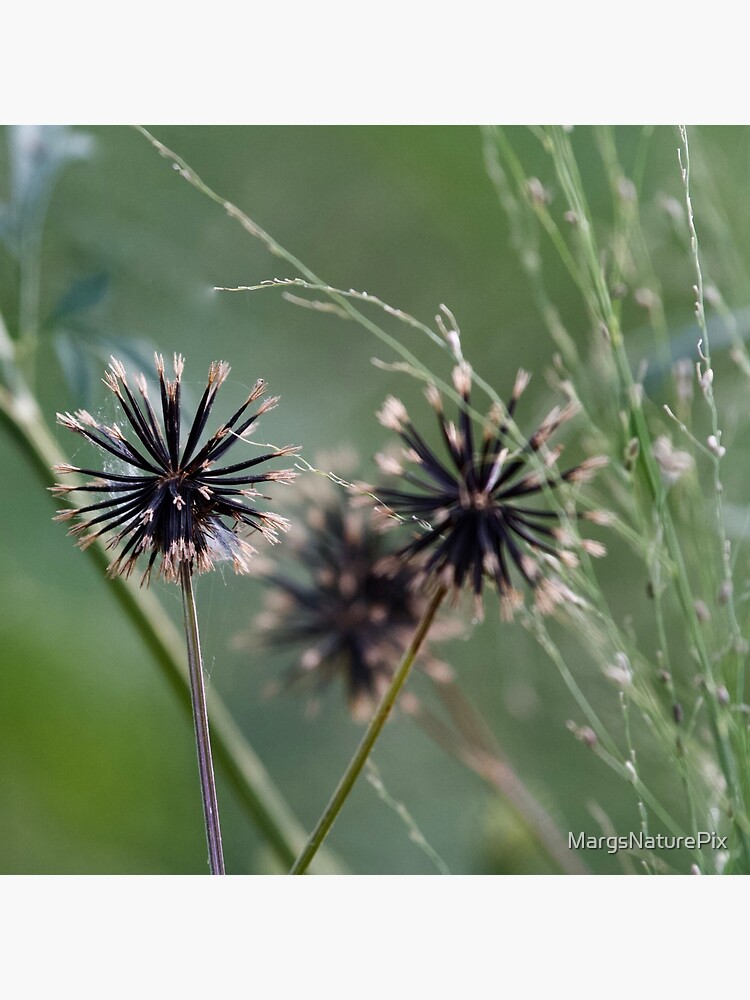 Black and green in nature by MargsNaturePix