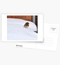 Robin in the Snow Postcards
