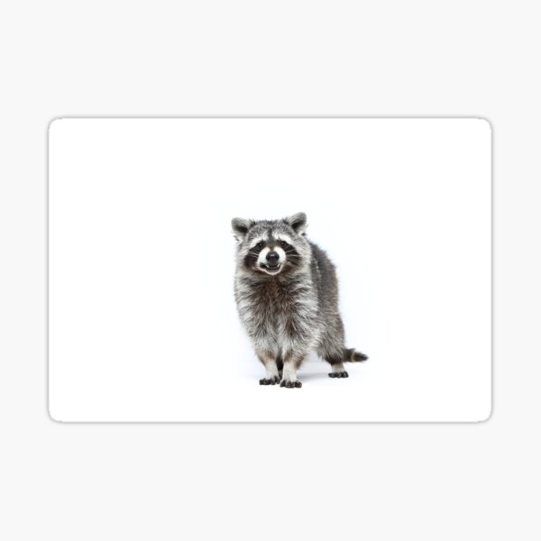racoon Sticker