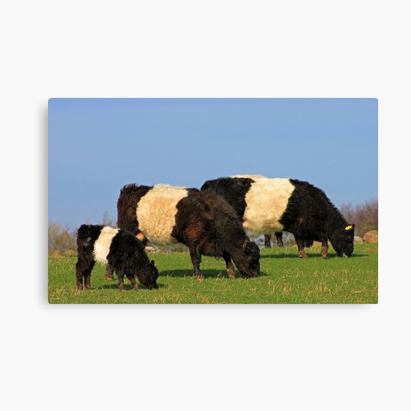 Item preview, Belted Galloways designed and sold by beavo.