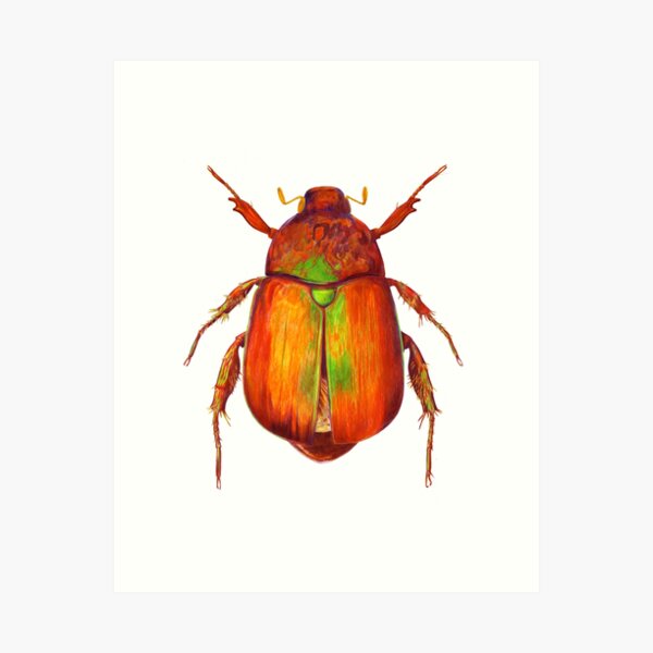 Iridescent Dune Chafer Beetle Art Print