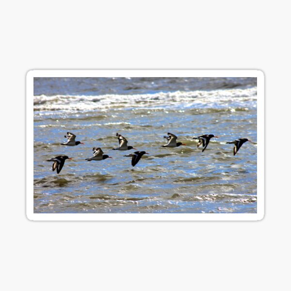 Item preview, Oystercatchers Away designed and sold by beavo.