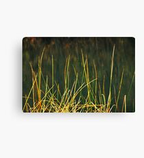 At The Edge of the Pond Canvas Print