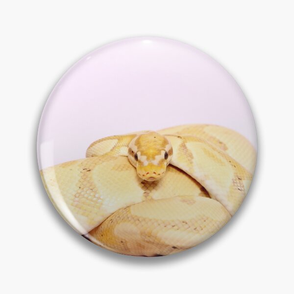 Item preview, Ball python designed and sold by JeanettesPets.