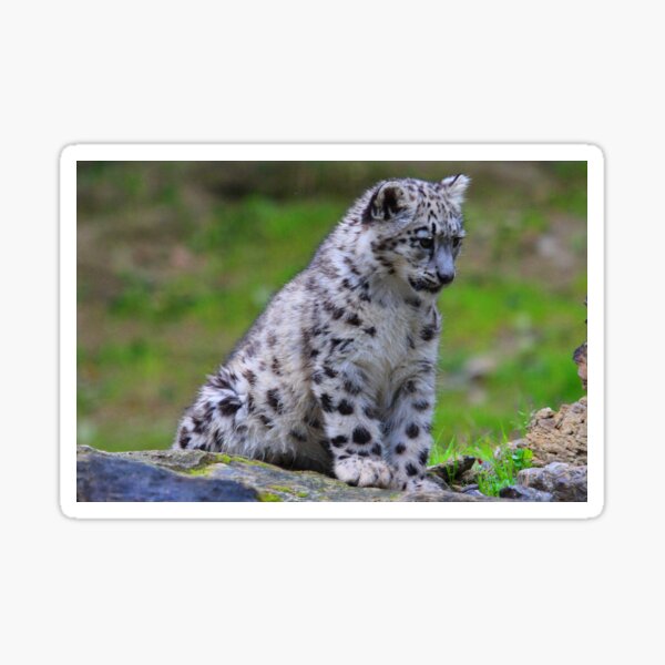 Snow Leopard Okara or Orya Sticker