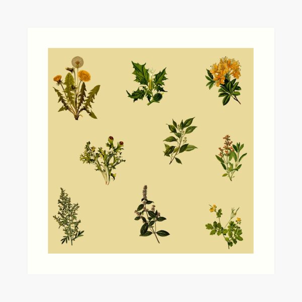 Vintage Botanical pack Art Print