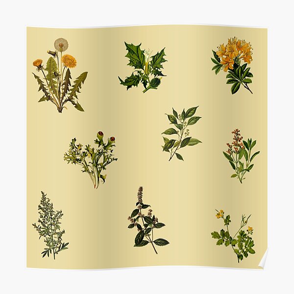 Vintage Botanical pack Poster