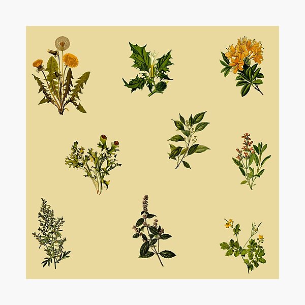 Item preview, Vintage Botanical pack designed and sold by Ranp.