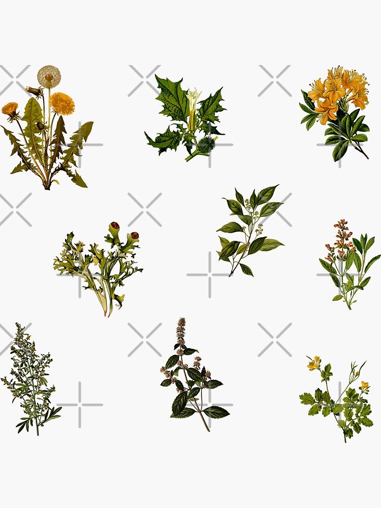 Download "Vintage Botanical pack" Sticker by Ranp | Redbubble