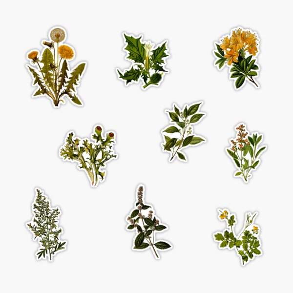 Vintage Botanical pack 3 Sticker for Sale by Ranp