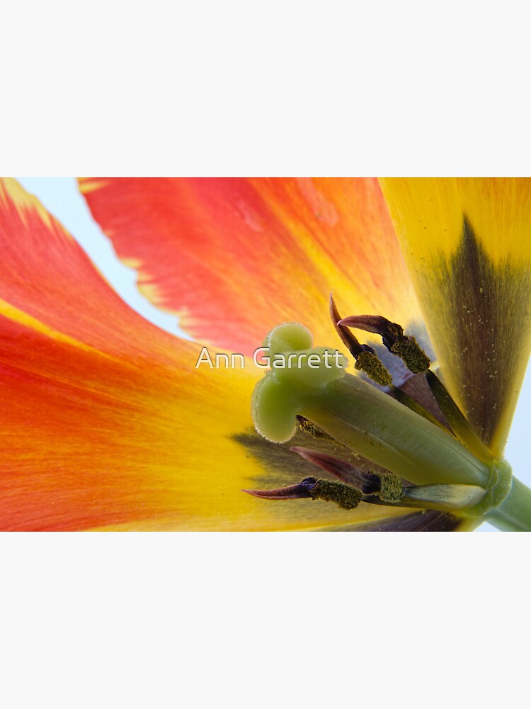 “Tiger Tulip” Poster by AnnG | Redbubble