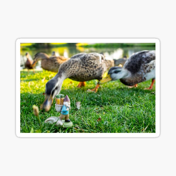 Duck Roy Sticker