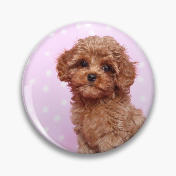 Item preview, Cavapoo puppy designed and sold by JeanettesPets.