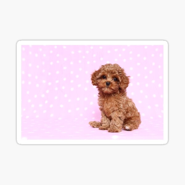 Cavapoo puppy Sticker