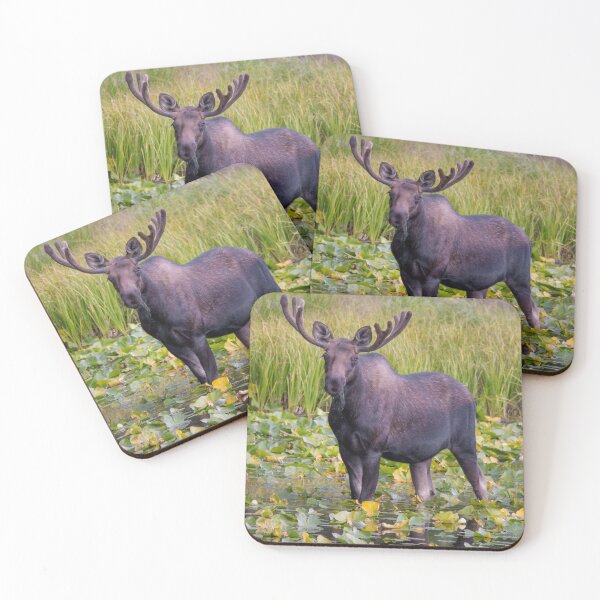Item preview, Bull Moose in Pond designed and sold by jmscyclist.