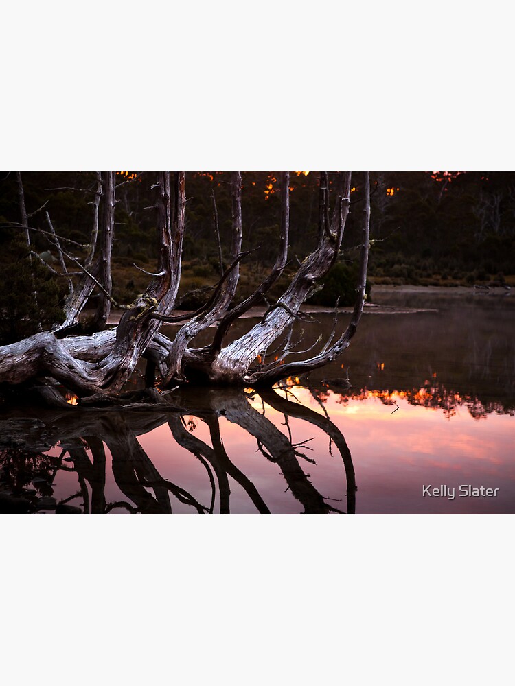 One tree many branches by reflectimaging