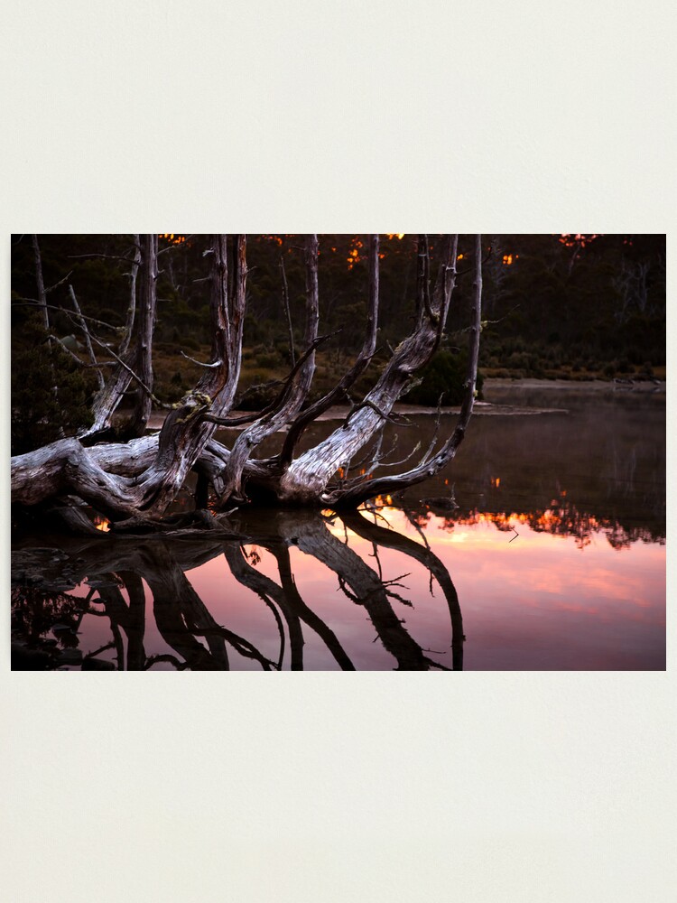 Alternate view of One tree many branches Photographic Print