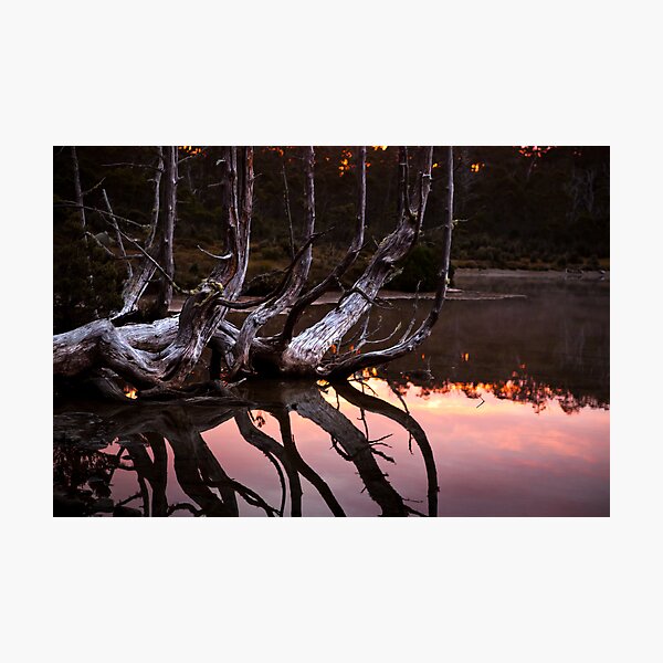 One tree many branches Photographic Print
