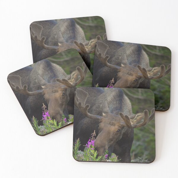 Item preview, Bull moose eating flowers designed and sold by jmscyclist.