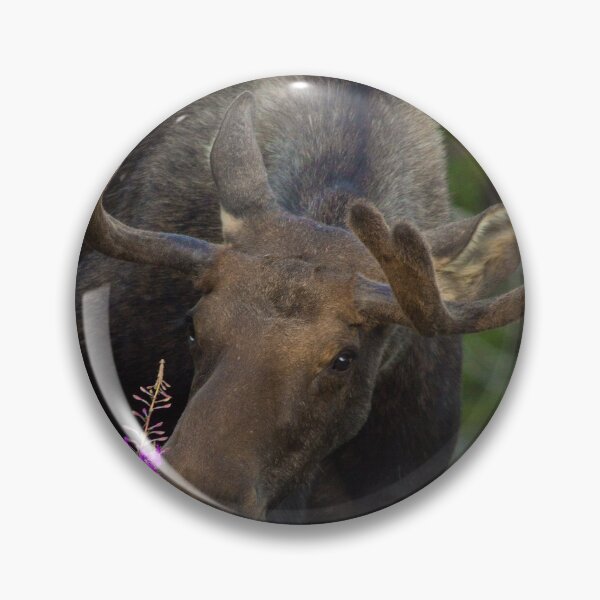 Item preview, Bull moose eating flowers designed and sold by jmscyclist.