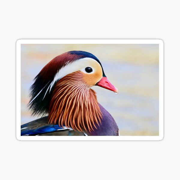 Mandarin Duck. Sticker
